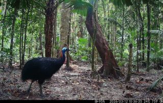 Camera Traps - March 2026