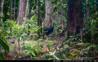 Camera Traps - March 2026