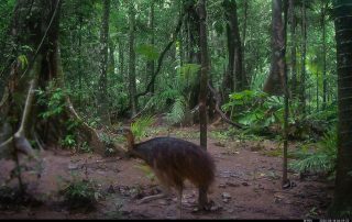 Camera Traps - March 2026