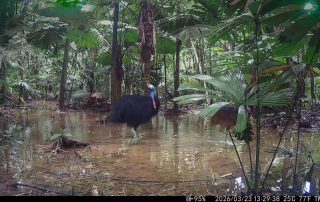 Camera Traps - March 2026