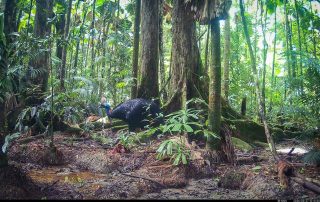 Camera Traps - March 2026