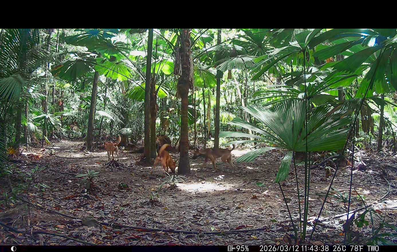 Camera Traps - March 2026
