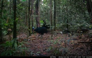 Camera Traps - April 2026
