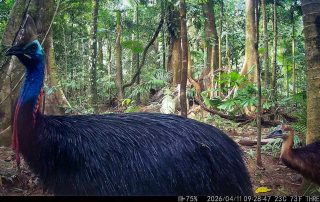Camera Traps - April 2026