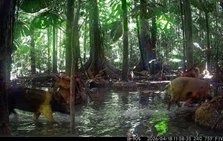 Camera Traps - April 2026