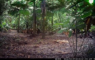 Camera Traps - April 2026