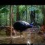 Camera Traps - April 2026