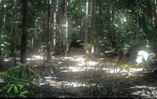 Camera Traps - May 2026