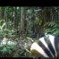 Camera Traps - May 2026