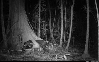Camera Traps - June 2026