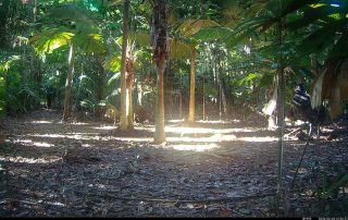 Camera Traps - June 2026