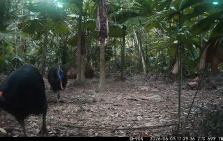 Camera Traps - June 2026