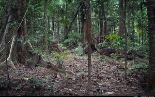 Camera Traps - June 2026