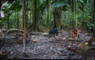 Camera Traps - June 2026