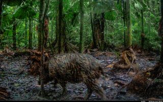 Camera Traps - June 2026