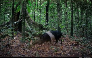 Camera Traps - June 2026