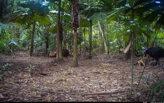 Camera Traps - June 2026
