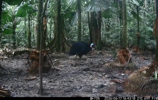 Camera Traps - June 2026