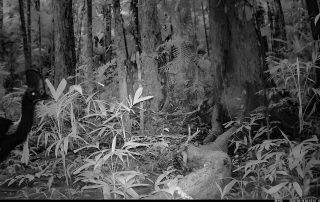 Camera Traps - June 2026