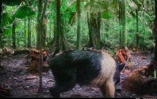 Camera Traps - June 2026