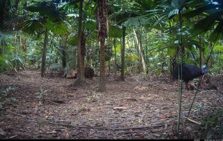 Camera Traps - June 2026