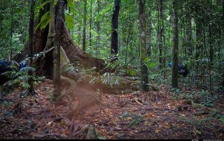 Camera Traps - June 2026