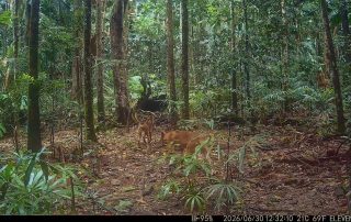 Camera Traps - June 2026