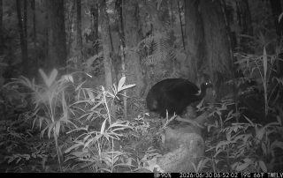 Camera Traps - June 2026