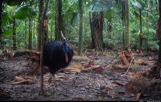 Camera Traps - June 2026