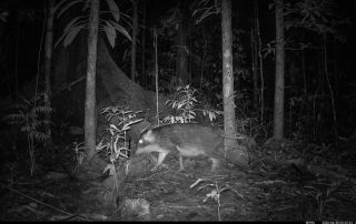 Camera Traps - June 2026