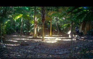 Camera Traps - June 2026