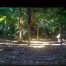 Camera Traps - June 2026