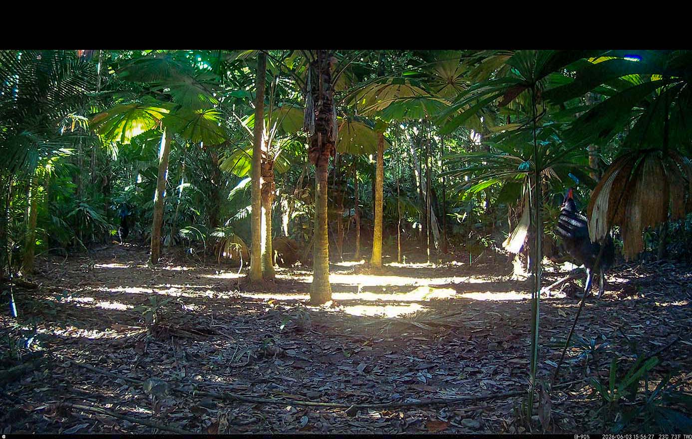 Camera Traps - June 2026