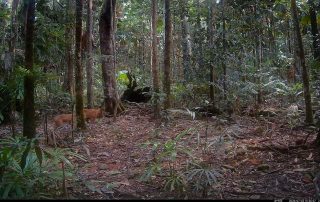 Camera Traps - July 2026