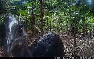 Camera Traps - July 2026