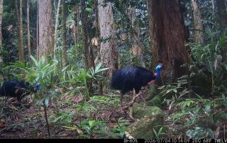 Camera Traps - July 2026