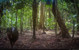 Camera Traps - July 2026