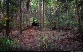 Camera Traps - July 2026