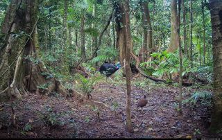 Camera Traps - July 2026