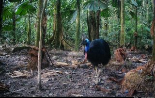 Camera Traps - July 2026