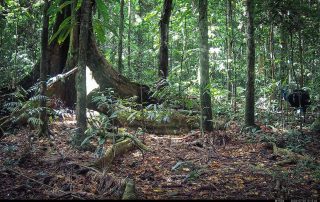 Camera Traps - July 2026