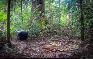 Camera Traps - July 2026