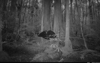 Camera Traps - July 2026