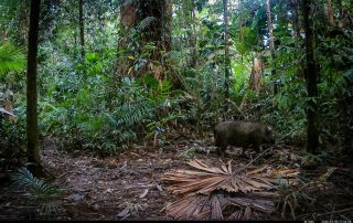 Camera Traps - July 2026