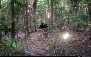 Camera Traps - July 2026
