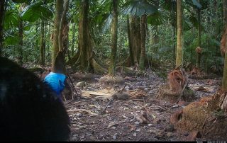 Camera Traps - July 2026