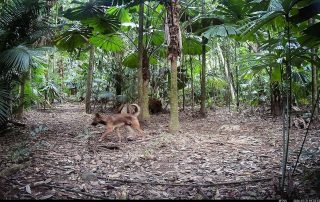 Camera Traps - July 2026