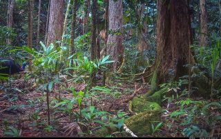 Camera Traps - July 2026