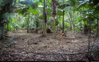 Camera Traps - July 2026