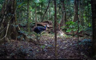 Camera Traps - July 2026